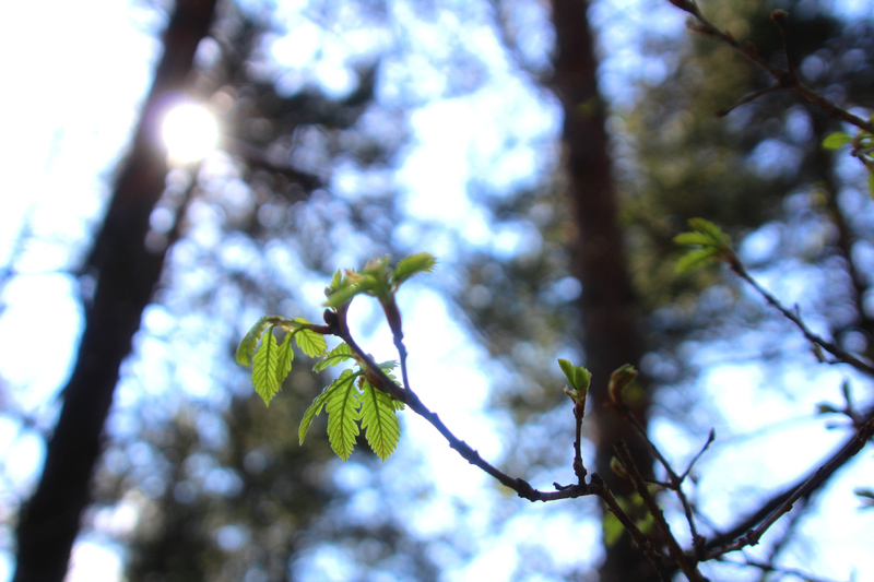 april2019 047-1 - mala